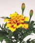 Seminte profesionale Tagetes patula - Craite pitice - imagine 48886